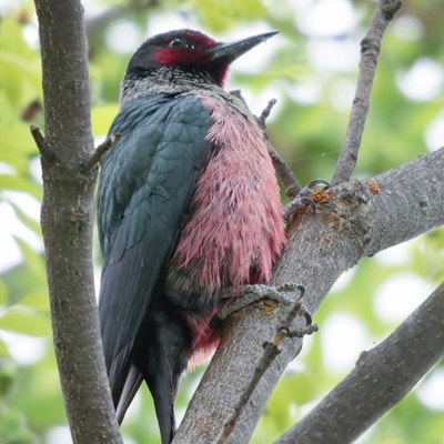 Lewis’s woodpecker