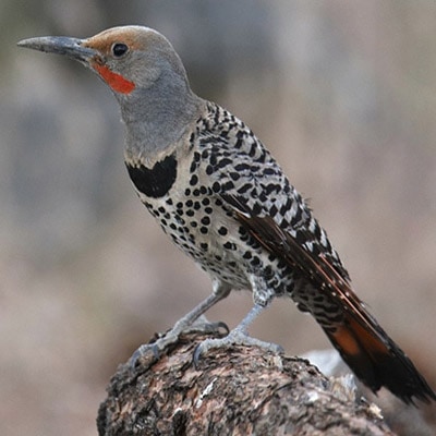 Northern flicker