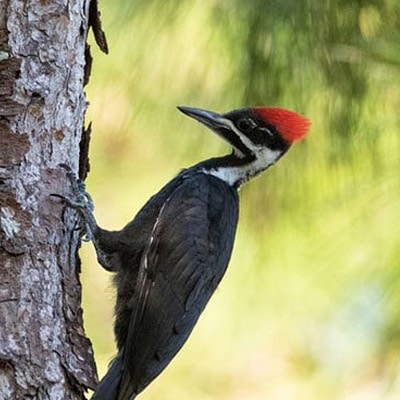 Pileated woodpecker