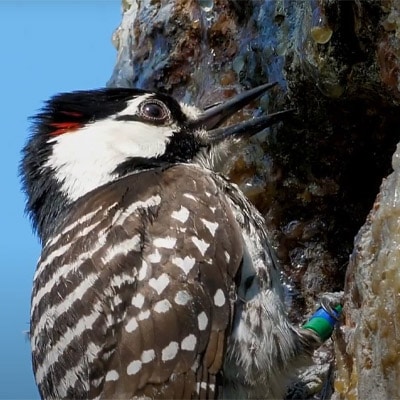 Red-cockaded woodpecker in tree