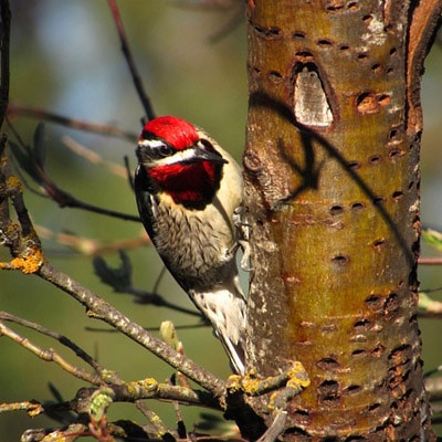 Red-naped sapsucker