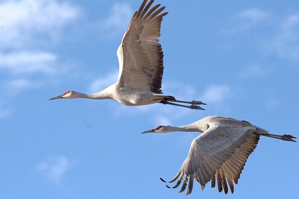 Sandhill Crane