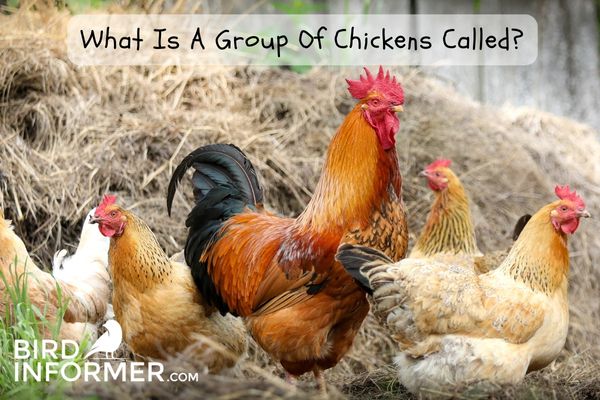 What Is A Group Of Chickens Called?