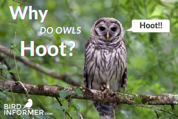 Why Do Owls Hoot?