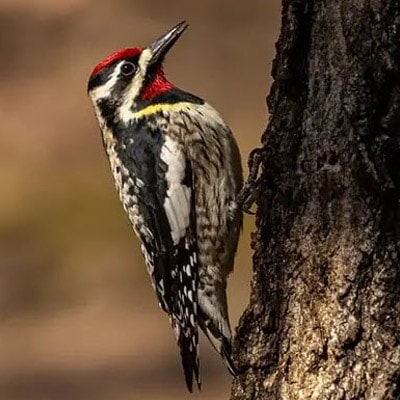 Yellow-bellied sapsucker