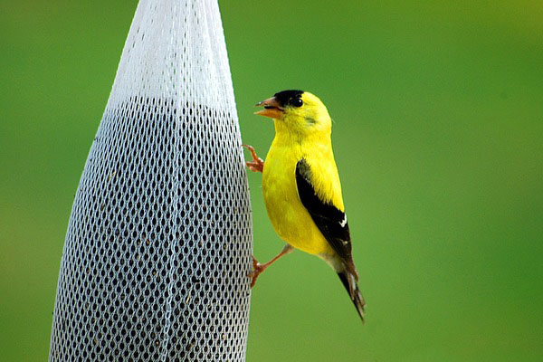 american goldfinch at bird feeder