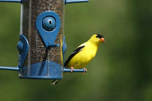 american goldfinch perched in feeder