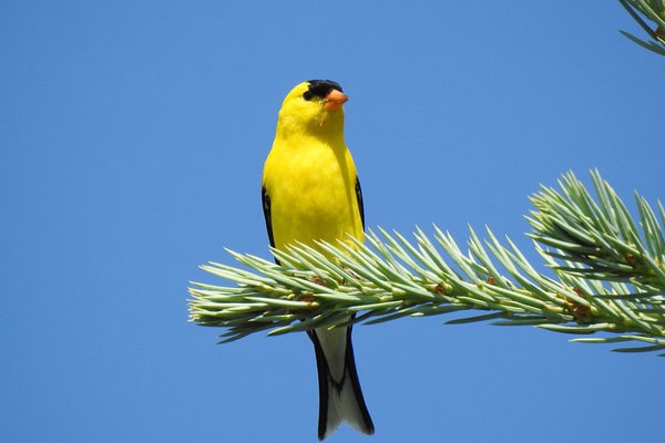 american goldfinch perched in tree