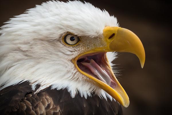 bald eagle with open beak