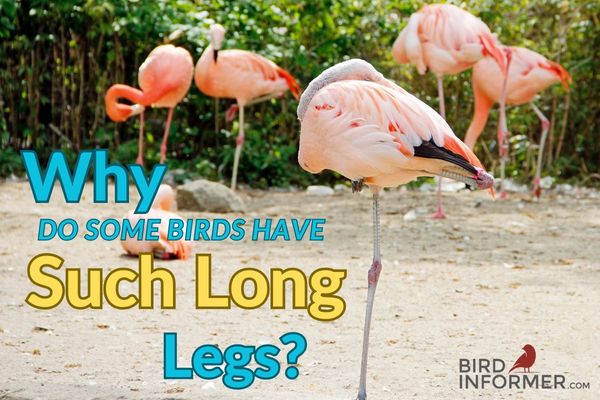 Birds With Long Legs