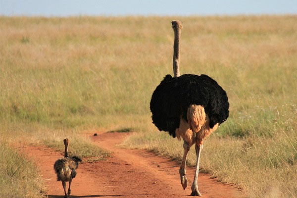 fast running ostrich