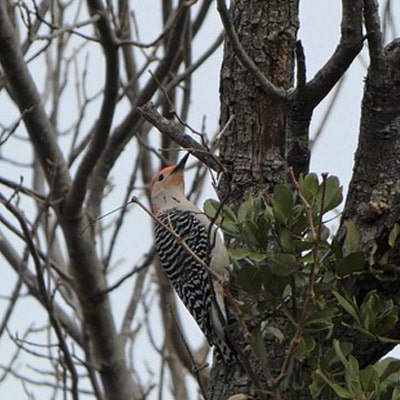 golden-fronted woodpecker