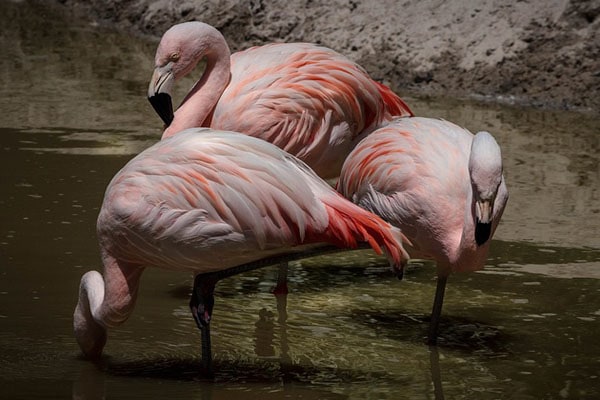 great flamingo