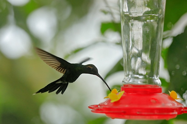 A hummingbird feeder filled with nectar to attract nesting hummingbirds