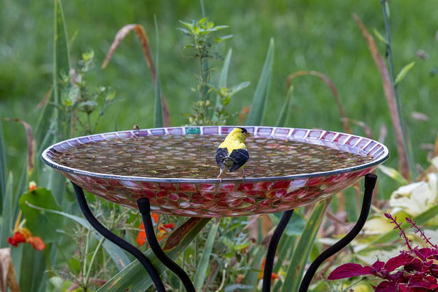 image of american goldfinch using birdbath