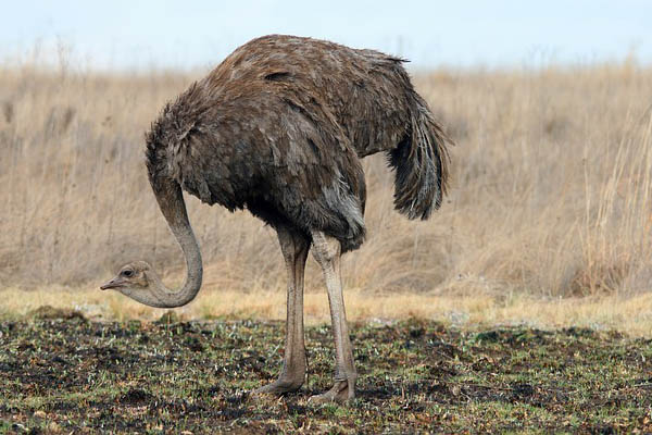 image of an ostrich with long legs