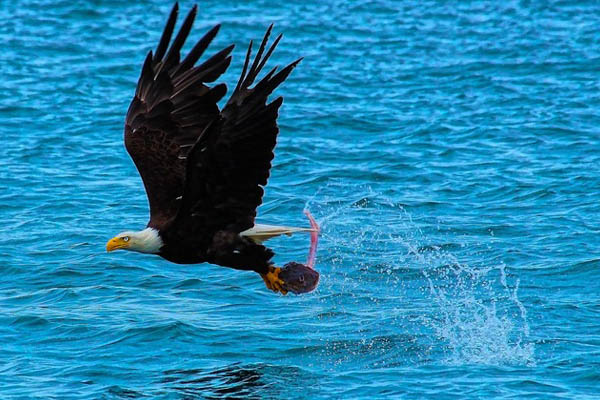 image of bald eagle catching fish