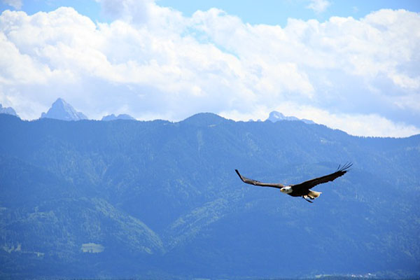 image of bald eagle flying