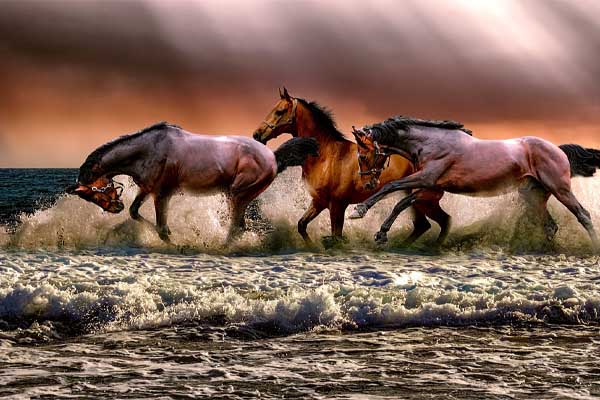 image of horses running