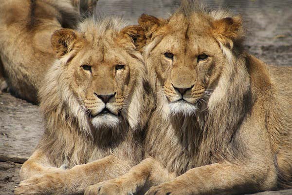 image of lions depicting can an ostrich outrun a lion