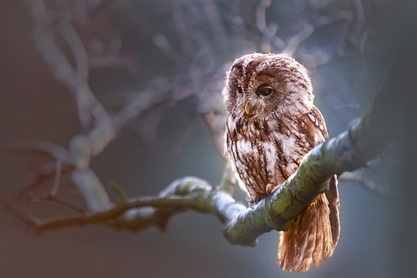owl perched on tree