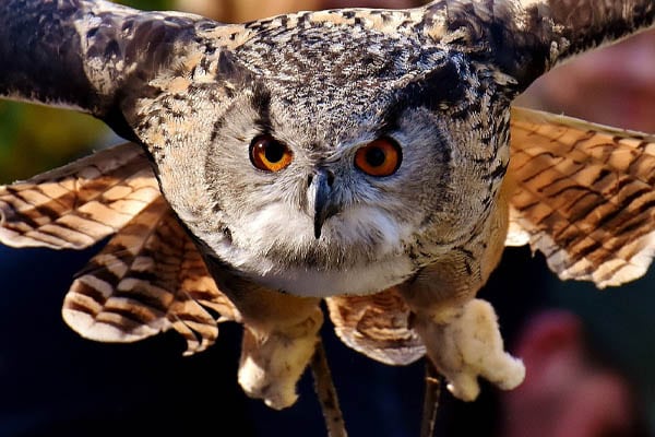 owl raptor