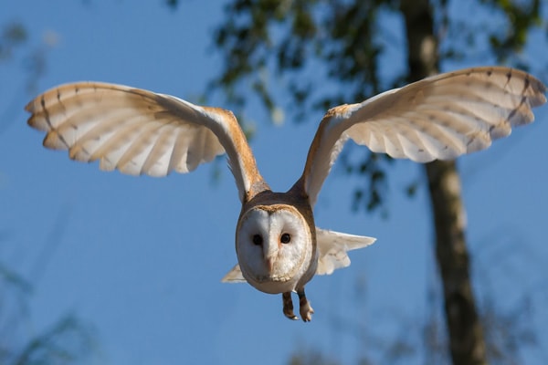 snowy owl in flight