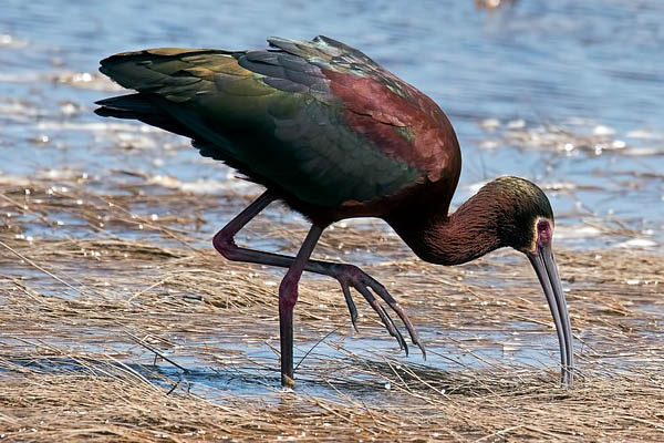 white-faced ibis