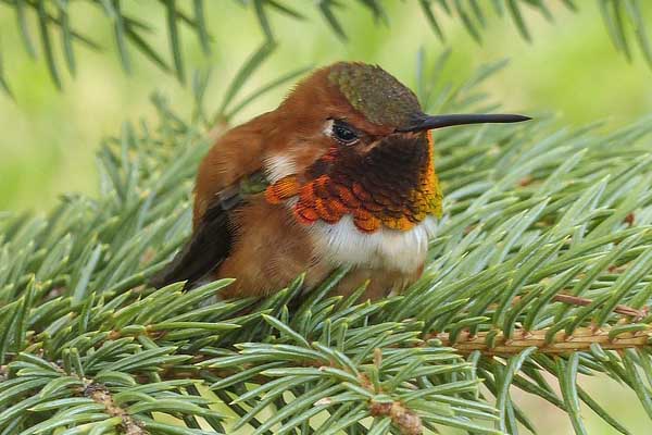 Allen's Hummingbird in pine tree
