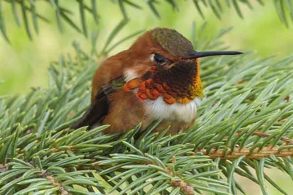 Allen’s hummingbird on pine tree