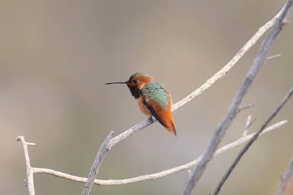Allen’s hummingbird view from behind male