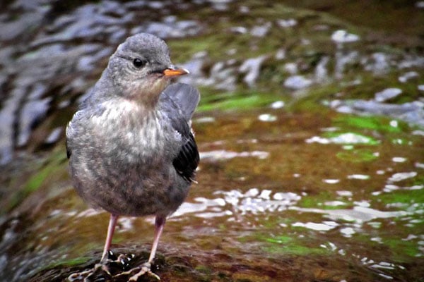 American Dipper bird