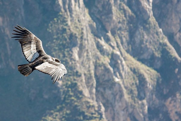 Andean Condor in flight