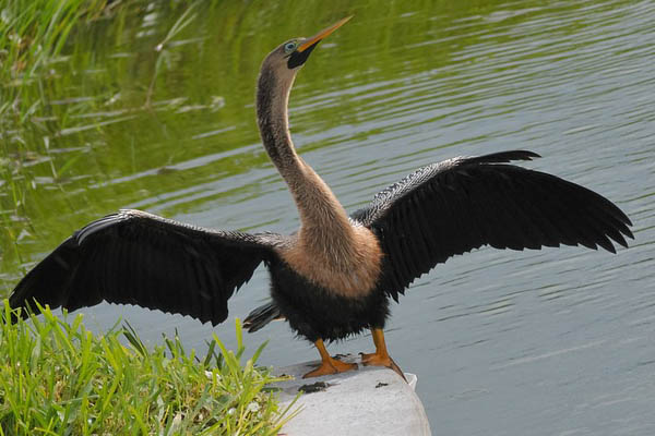 Anhinga bird predator