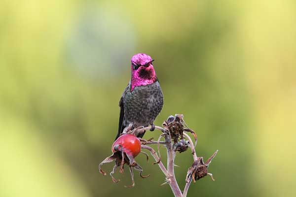 Anna's Hummingbird male