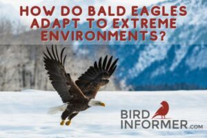 Bald Eagle Physiology