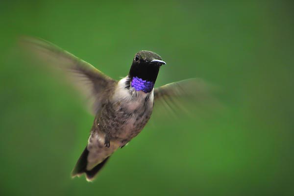 Black-Chinned Hummingbird in flight
