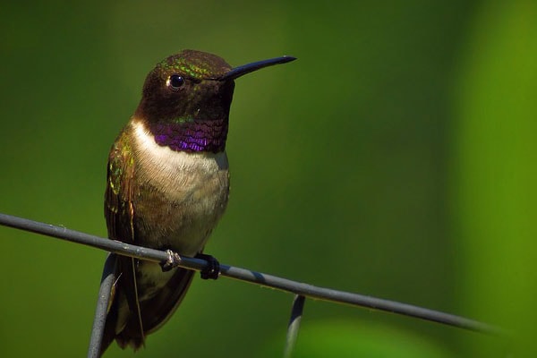 Black-chinned hummingbird on branch