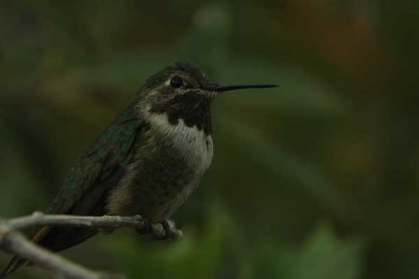 Broad-Tailed Hummingbird perched on tree