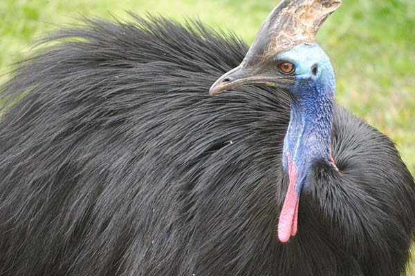 Cassowary