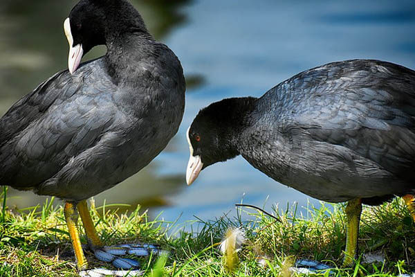 Coot birds