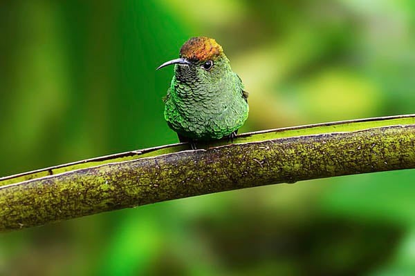 Coppery-Headed Emerald