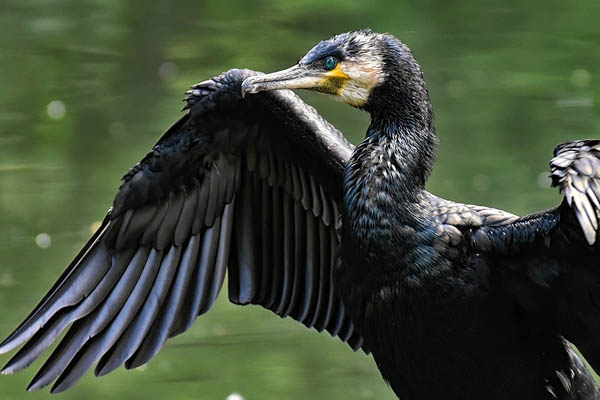 Cormorant bird and wing