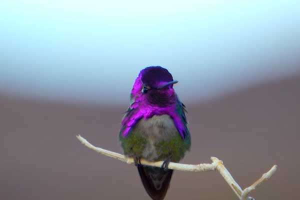 Costa's Hummingbird male