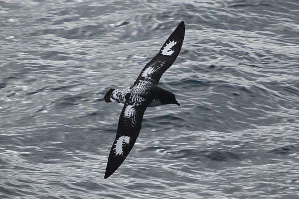 Diving Petrel flying over the sea