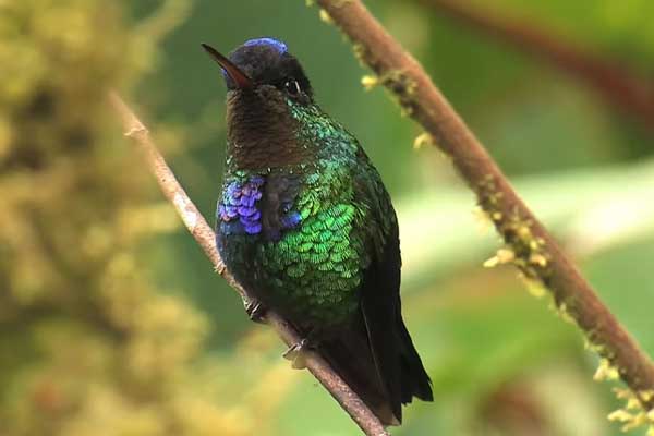 Fiery-Throated Hummingbird perched on tree branch