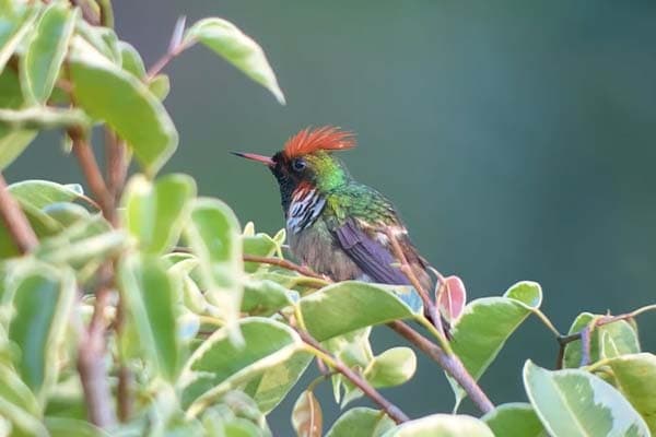 Frilled Coquette hummingbird