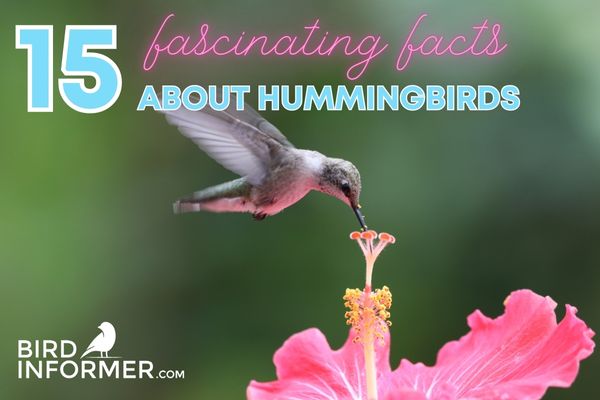 Fun Facts About Hummingbirds