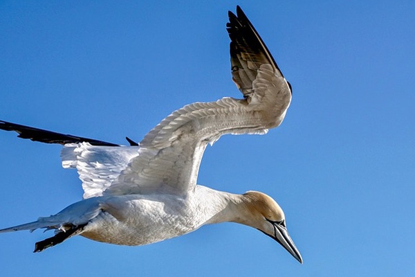 Gannet flying