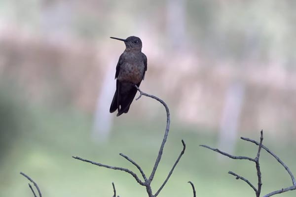 Giant Hummingbird